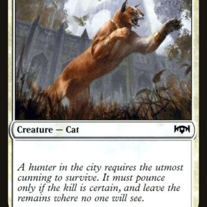 Prowling Caracal
