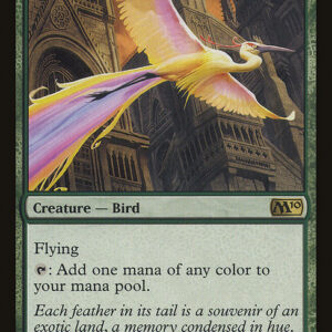 Birds of Paradise