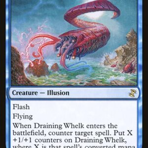 Draining Whelk