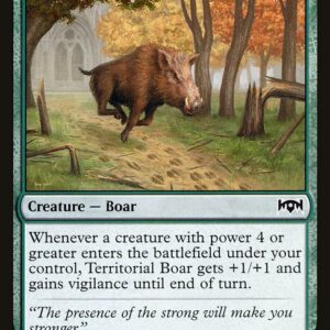 Territorial Boar
