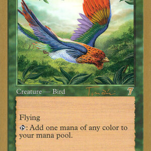 Birds of Paradise