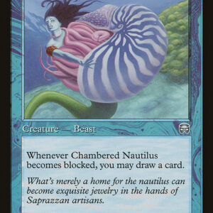 Chambered Nautilus