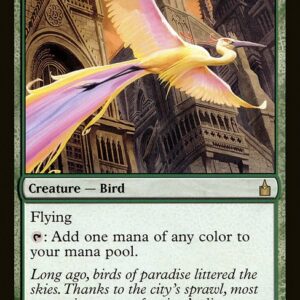Birds of Paradise