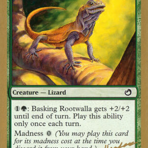Basking Rootwalla