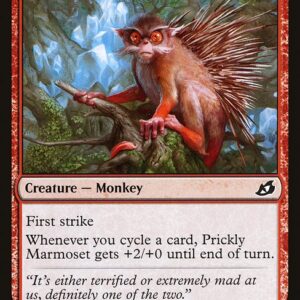 Prickly Marmoset